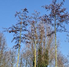 Alnus glutinosa - zwarte els