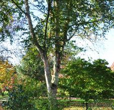 Betula albosinensis global view herfst