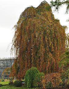 Betula pendula 'Tristis' herfstkleur