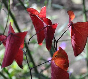 Cercis canadensis 'Forest Pansy'vn