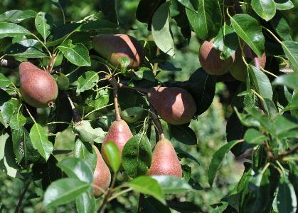 Pyrus communis 'Clapp's favourite' closeup nice 2