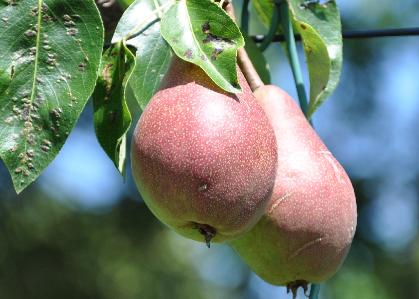 Pyrus communis 'Clapp's favourite' closeup nice