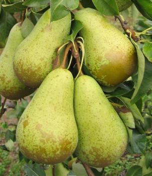 Conferencepear