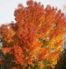 Fraxinus angustifolia 'Raywood'