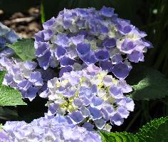 HydrangeamacrophyllaXiannice