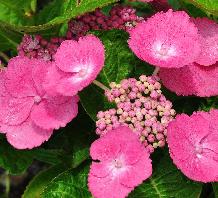 Hydrangea_macrophylla_'Zaunkönig'_bloem