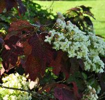 HydrangeaquercifoliaSnowFlakecloseupbloemenvn