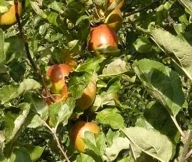 Malus domestica 'keuleman' - bewaarappel , ziekteresistent - 2