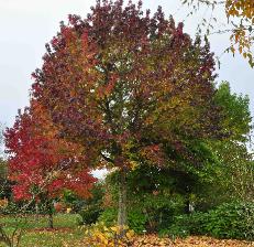 Liquidambar styraciflua 'Lane Roberts' habitus herfstkleuren vnnnn