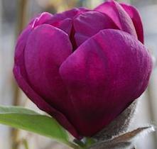 Magnoliablacktulip