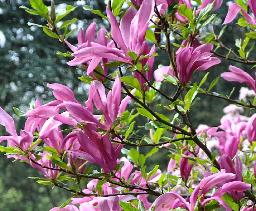 MAGNOLIASUSAN