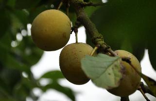 PrunusdomesticaReineClaudedoullins