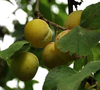 Prunus domestica 'Reine Claude d'Oullins' VN1