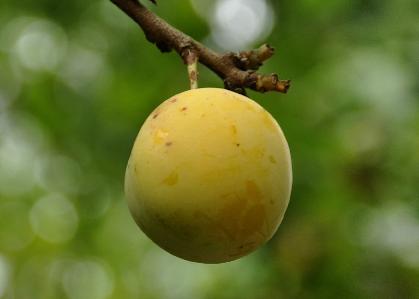Prunus domestica 'Reine Claude d'Oullins' 