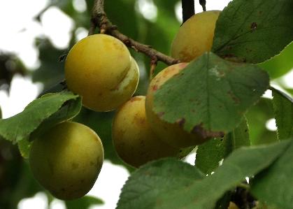 Prunus domestica 'Reine Claude d' Oullins' 
