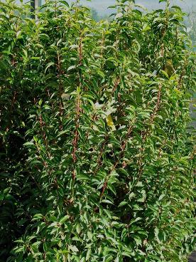 PrunuslusitanicaangustifoliasynmyrtifoliaC15