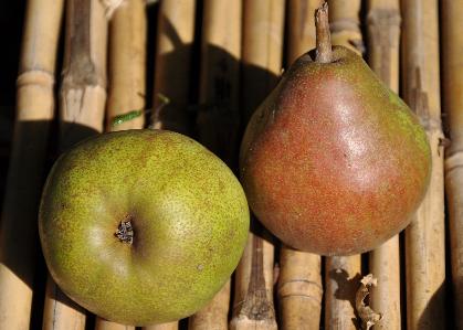 Pyrus_communis_ 'Doyenné_ du _Comice'_closeup