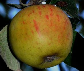 'Reine des reinettes'  syn. 'King of the Pippins' - Malus domestica