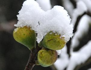 VijgenindesneeuwVN4