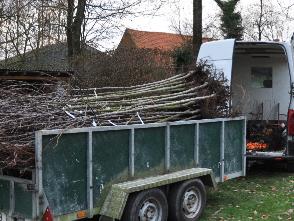 Aanvoer fruitbomen blote wortel