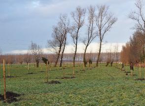 aanplant boomgaard