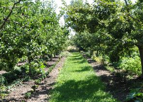 fruitboomdreefmoederplanten