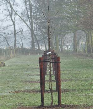 Hoogstamboomgaard midden weide vnn