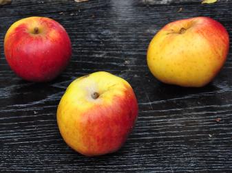 Malus domestica 'Dubbele Bellefleur' trio 