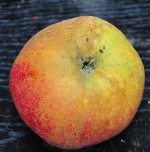 Malus domestica 'Karmijn d eSonnaville' omgekeerd