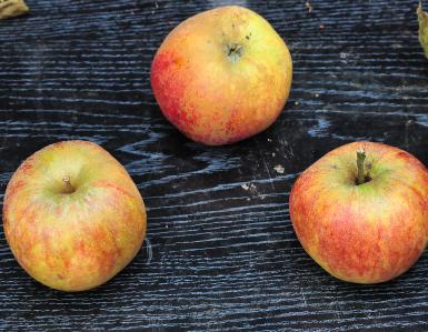 Malus domestica 'Karmijn de Sonaville 'trio