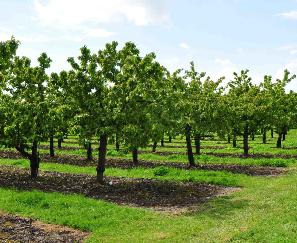 Prunus avium Kersenbomen boomgaarddreven